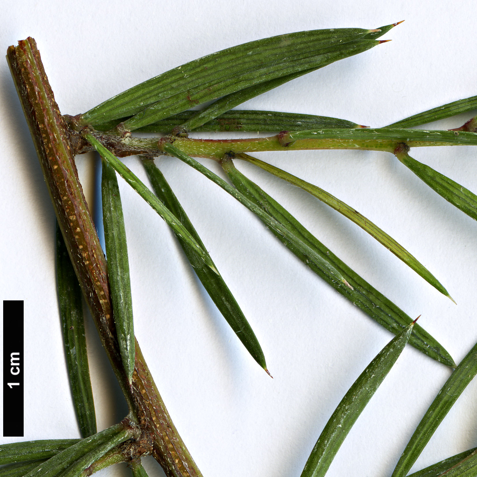 High resolution image: Family: Fabaceae - Genus: Acacia - Taxon: riceana High resolution image: Family: Fabaceae - Genus: Acacia - Taxon: riceana